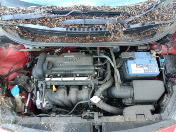 P5031 - Kia Rio 2012 Red Wrecking - Image 3